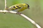 siskin_060513f.jpg