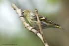 siskin_060513g.jpg