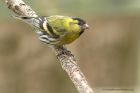 siskin_060513k.jpg