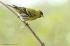 siskin_060513r.jpg