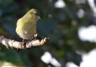 siskin_080111c.jpg