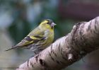 Filename=siskin_080111g.jpg
Filesize=267KB
Dimensions=1000x714
Date added=Jan 09, 2011 siskin_080111g.jpg