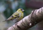 siskin_080111g.jpg