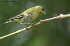 siskin_080912c.jpg