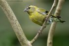 siskin_080912d.jpg