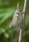 siskin_080912g.jpg