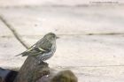 siskin_140312d.jpg