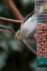 siskin_140312g.jpg