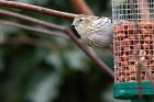 siskin_140312i.jpg