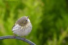 siskin_140312j.jpg