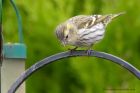 siskin_140312k.jpg