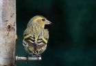 siskin_160211a.jpg