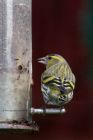 siskin_160211b.jpg