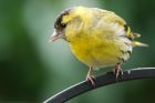 siskin_190316a.jpg