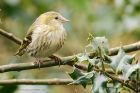 siskin_190316b.jpg