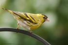 Filename=siskin_190316c.jpg
Filesize=404KB
Dimensions=1200x800
Date added=Aug 23, 2016 siskin_190316c.jpg