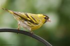 siskin_190316c.jpg