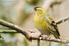 siskin_190316d.jpg