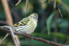 siskin_190413a.jpg