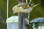 siskin_190413b.jpg