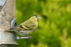 siskin_260412b.jpg