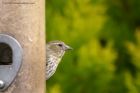 siskin_300412a.jpg