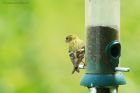 siskin_HB_010618a.jpg