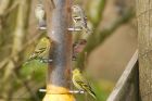 siskin_HB_270319b.jpg