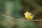 siskin_HB_270319c.jpg