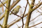 Filename=siskin_HB_270319d.jpg
Filesize=507KB
Dimensions=1250x833
Date added=Mar 04, 2021 siskin_HB_270319d.jpg