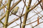 siskin_HB_270319e.jpg