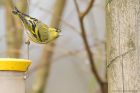 Filename=siskin_HB_270319f.jpg
Filesize=590KB
Dimensions=1250x833
Date added=Mar 04, 2021 siskin_HB_270319f.jpg