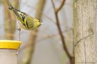 siskin_HB_270319f.jpg