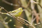 siskin_HB_270319g.jpg