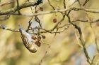 siskin_LL_060220c.jpg