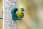 siskin_MiM_270220a.jpg