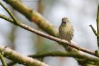 siskin_beacon_260319a.jpg