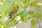 siskin_gdn_120521b.jpg