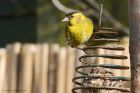 siskin_gdn_120521c.jpg