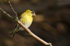 siskin_gdn_120521d.jpg