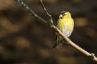 siskin_gdn_120521e.jpg