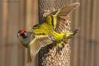 siskin_gdn_120521g.jpg