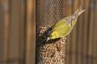 siskin_gdn_120521k.jpg