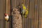 siskin_gdn_120521l.jpg