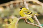 siskin_gdn_120521n.jpg