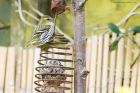 siskin_gdn_120521o.jpg