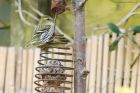 siskin_gdn_130521a.jpg