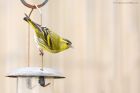 siskin_gdn_130521c.jpg