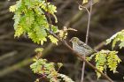 siskin_gdn_130521d.jpg