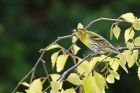 Filename=siskin_gdn_130521f.jpg
Filesize=858KB
Dimensions=1300x867
Date added=May 26, 2021 siskin_gdn_130521f.jpg